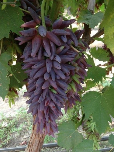 10 Semillas De Uva Dedo Morado