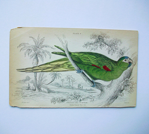 Pájaro Grabado Coloreado 10,50 X 16,50 Edimburgo 1833 Pl. 8