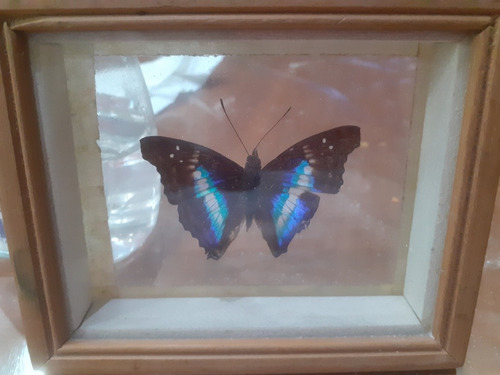 Mariposas Disecadas En Cuadros (Usado)