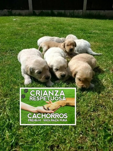 Golden Retriever Hembra Crianza Respetuosa Cachorros