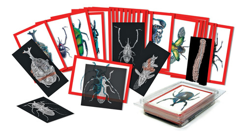 Roylco Fba_r5912 Rayos X Y Tarjetas Con Imagenes De Insectos