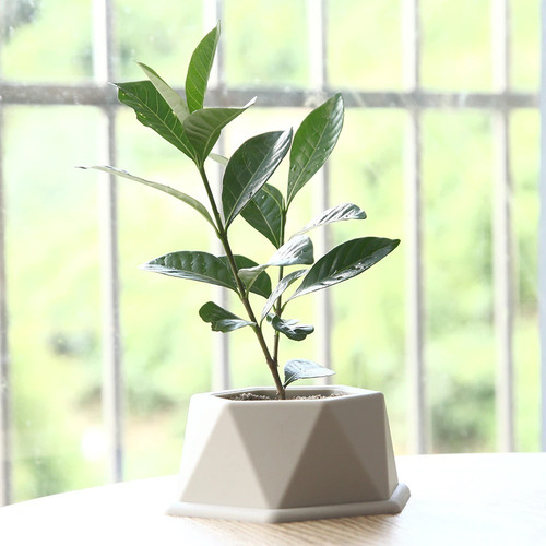 Imagen 2 de 5 de Molde Maceta Silicona Plantas Suculentas Jarcstore