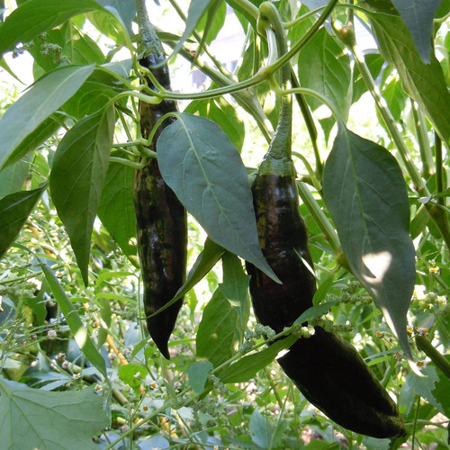 Chile Negro, Planta ( Capsicum Chinense ) Más Semillas 