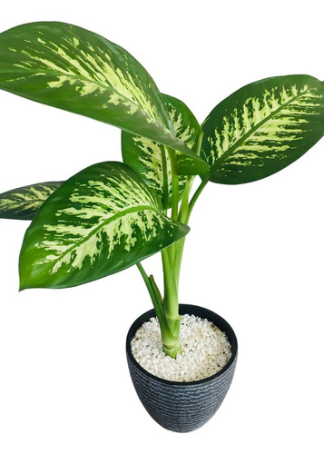 Planta Dieffenbachia, Maceta Incluida!