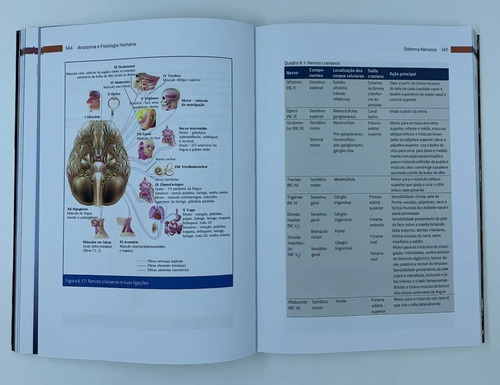 Livro Anatomia E Fisiologia Humana - Imagens Coloridas