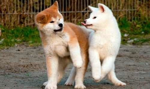 Akita Inu !criadero San Fermín 