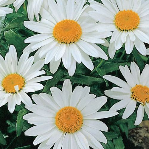 Imagem 1 de 6 de 40 Sementes De Margarida Shasta Daisy Alaska Flor