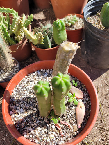 Cactus Trichocereus Pachanoi Perú. Doble. 10 Cm. Unico