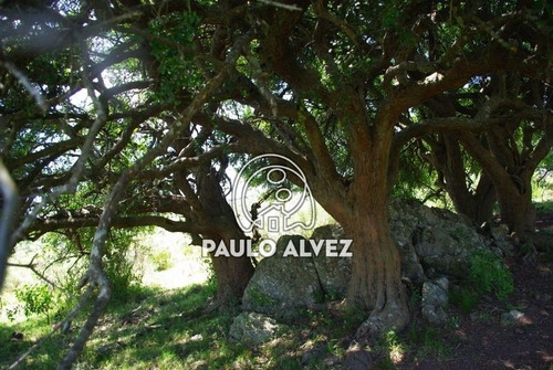 Imagen 24 de 30 de Chacras-venta-cerros-azules-ch070