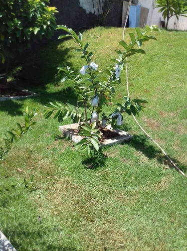 Imagem 2 de 26 de Chácara 1000m2, Casa Sede Com 150m2, 3 Dormitórios Sendo Todas Suítes, Cozinha Americana Planejada, Árvores Frutíferas, Quintal, Jardim, 5 Vagas - Ch00226 - 70709150