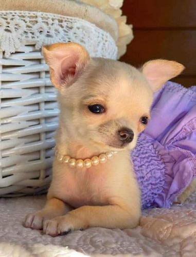Chihuahua Cabeza De Manzana Mini