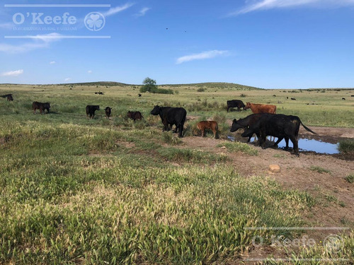 Imagen 17 de 29 de Campo Ganadero De 4300 Has - Sobre Ruta - Potencial Parque Eolico - Bahia Blanca