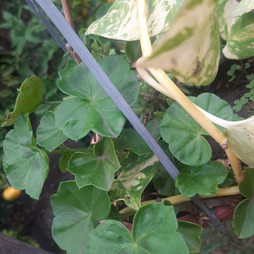 Imagen 6 de 10 de Plantas Combo Maceta Colgante Geranio Potos Y Alfombra Rosa