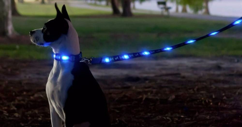 Correas Led Para Mascotas - Precios X Mayor