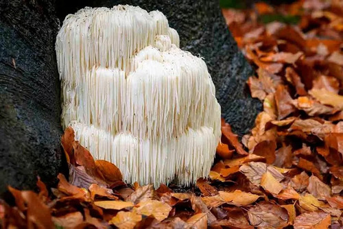 Triple Complex Sublingual / Reishi + Cordyceps + Melena León