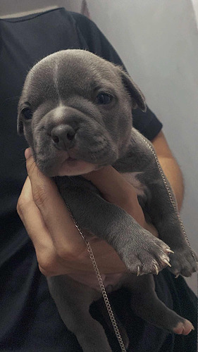 Filhotes De American Bully Com Pedigree