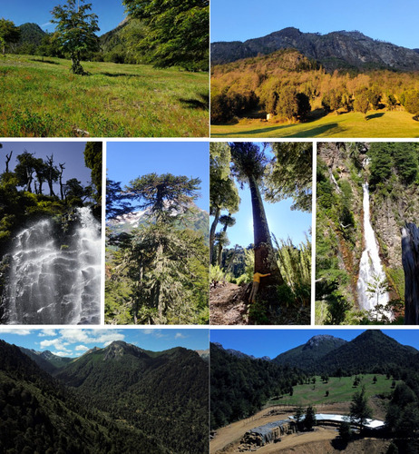 Campo Loncotriuque Con Cabaña Y Galpon. Loteado Con 66 Parc.