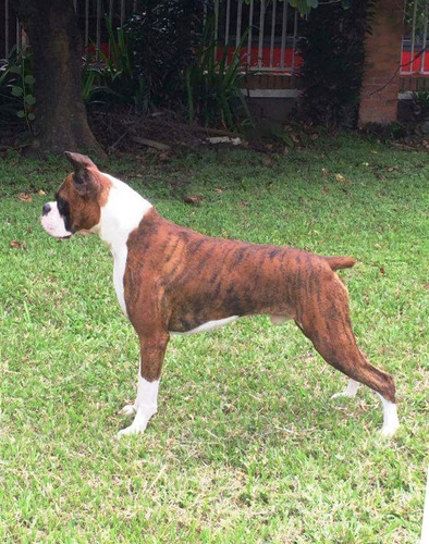 Boxer, Padrote Con Pedigri Para Salto 