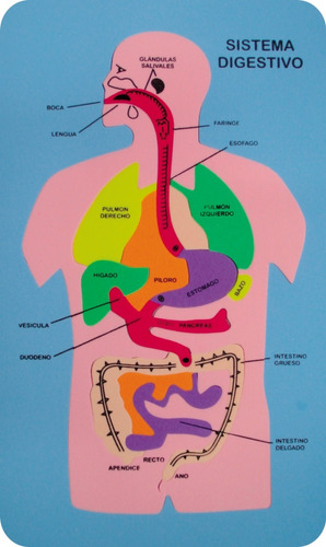 Rompecabezas Cuerpo Humano Digestivo Anatomia Niños X 24 U