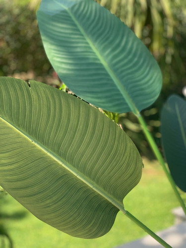 Plantas Artificiales Grande Deco Con Maceta Ave De Paraíso