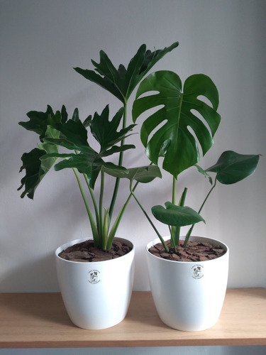 Philodendron Misionero + Monstera Costilla De Adán En Maceta