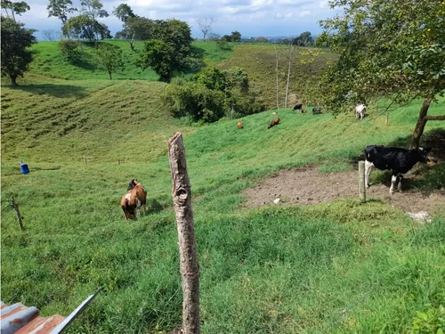 Venta Finca Sector La Pola - 7 Cuadras