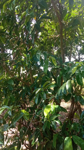 Finca En Venta Monte Plata43