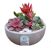 Comprar Terrarios De Suculentas, Mini Jardines En Cemento, Regalos
