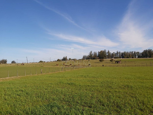 Imagen 6 de 19 de Venta Chacra Ruta 39 , 8 Has - Maldonado Ruta 39