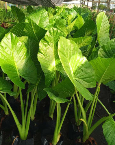 Planta Oreja De Elefante