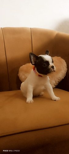 Buldogue Francês Fêmea (vermifugada E 1dose Da Vacina)