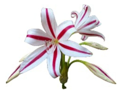 Muda De Amarilis / Açucena/ Flor Da Imperatriz/ Bulbo