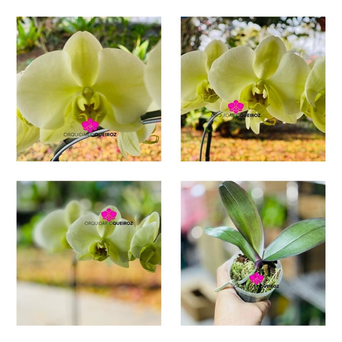 Raridade! Orquídea Phalaenopsis Verde Pré Adulta | MercadoLivre