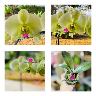 Orquidea Phalaenopsis Verde | MercadoLivre 📦