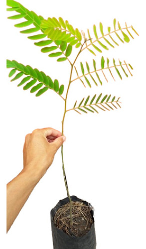 Plantin Tipa / Tipuana Tipu - Árbol Nativo