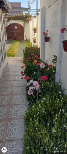 Arriendo Dpto A Pasos Del Faro (74394)