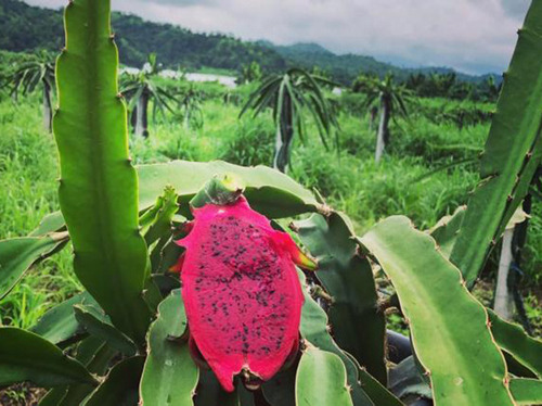 2 Plantas De Pitahaya Enraizados Roja Y Blanca