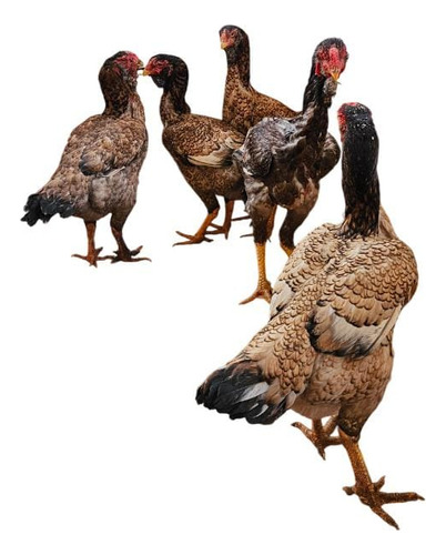 Ovos Calcuta Cara De Coruja Ferteis 12 Unidades
