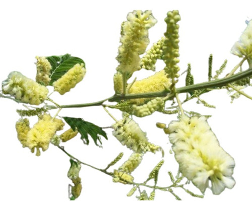 Ñapinday (senegalia Bonariensis) Arbusto Nativo - Chicos Nat