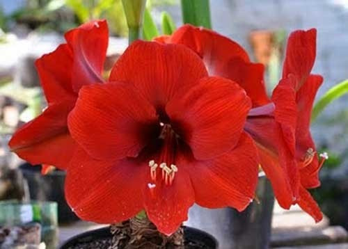 4 Bulbos De Flor Amarilis Vermelha Para Mudas | Frete grátis