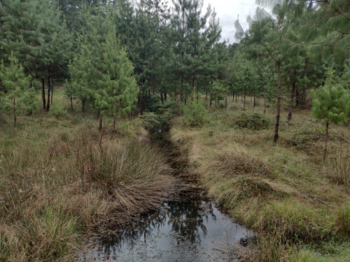 Imagen 12 de 14 de Rancho En Venta En Agua Blanca Pachuca Hidalgo