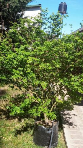 Imagen 2 de 6 de Arbol Acer Palmatum Ejemplar Unico 50lts