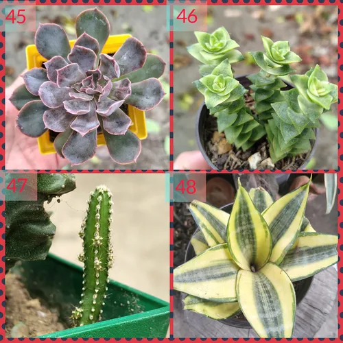 Suculentas Y Cactus Barinas