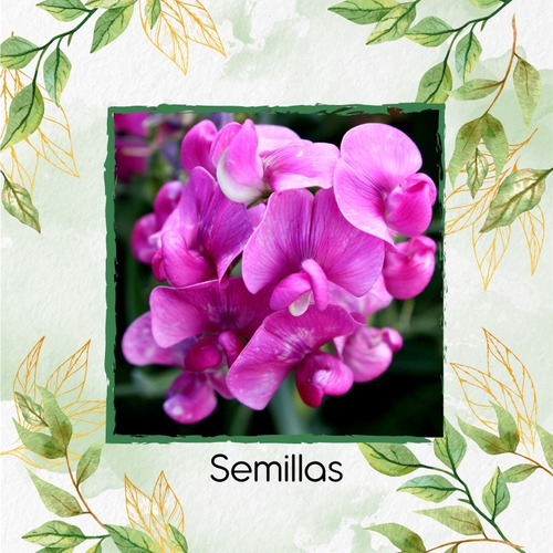 8 Semillas De Flor Guisante De Olor + Obsequio Germinación | MercadoLibre