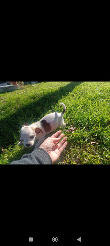 Chihuahuas Puros. Minis Blanco