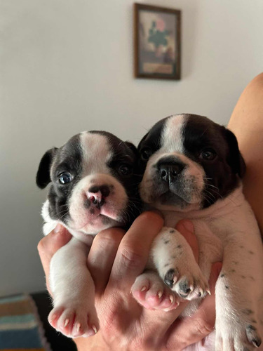 Cachorros Bulldog Frances