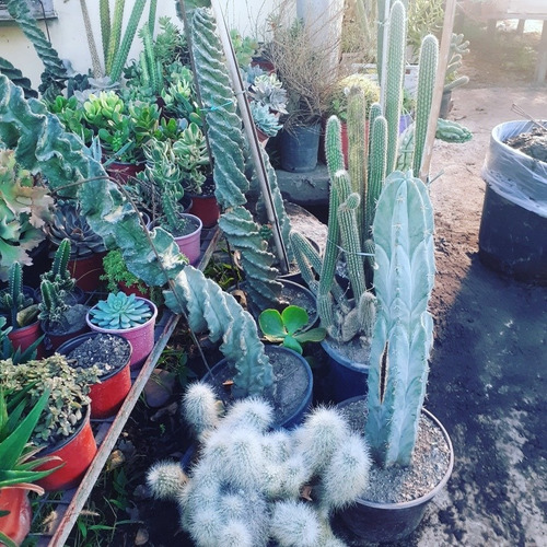 Cactus Coleccionables 
