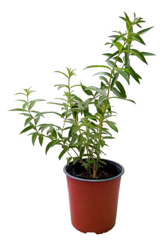 Planta Menta Aromatica