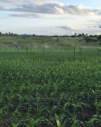 Sitio Com 9.3 Hectares Com Irrigação, Muita Água.