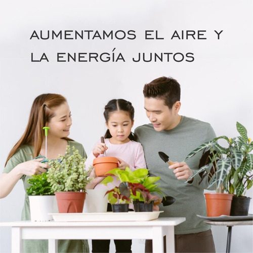 Imagen 5 de 6 de Planta Alegria Guineana Color Lila Moron Raices Arcoiris